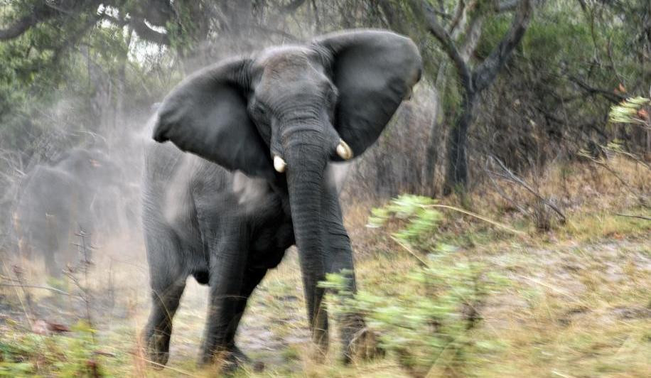 कञ्‍चनपुरमा जंगली हात्तीको आक्रमणबाट एक जनाको मृत्यु