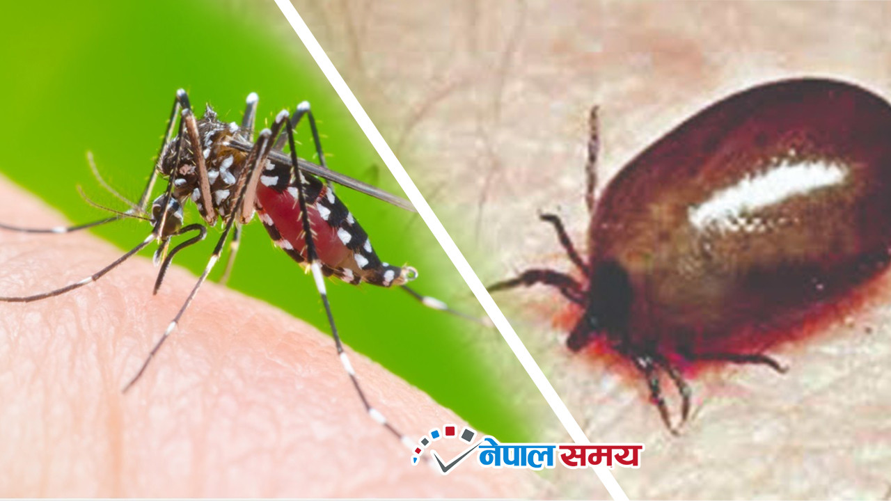 ४२ हजार नाघे डेंगु संक्रमित