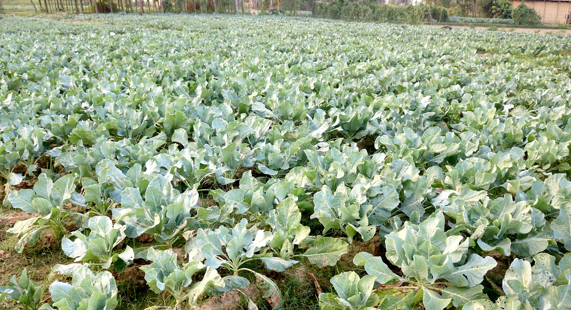 एकल प्रयासमा तग्रंदै किसान