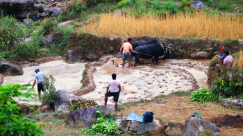 हलगोरु पाल्ने १७८ किसानलाई ५ हजार पोषण भत्ता