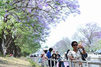 ज्याकारान्डाको सौन्दर्यमा रमाउनेहरू (फोटो फिचर)