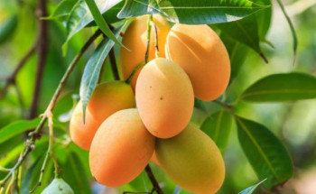 एक करोडभन्दा बढीमा ठेक्का लाग्यो बागवानीको आँप