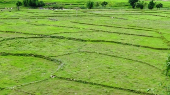वर्षा नहुँदा समयमा मकैखेती गर्न कठिनाइ