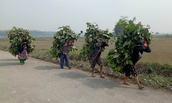 सामुदायिक वनबाट घाँस