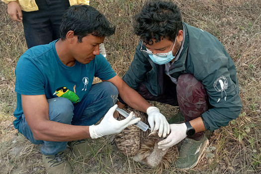 बिरामी गिद्धको उपचार गर्दै प्राविधिक