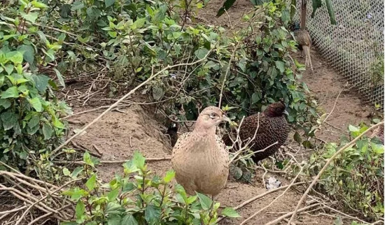 चुरेमा फस्टाउँदो कालिजपालन व्यवसाय