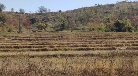खडेरीले सुक्यो गहुँबाली, वर्षा नहुँदा मकै रोप्न ढिलाइ