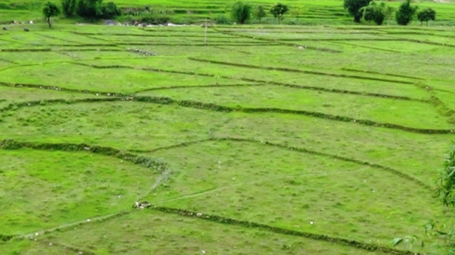 वर्षा नहुँदा समयमा मकैखेती गर्न कठिनाइ