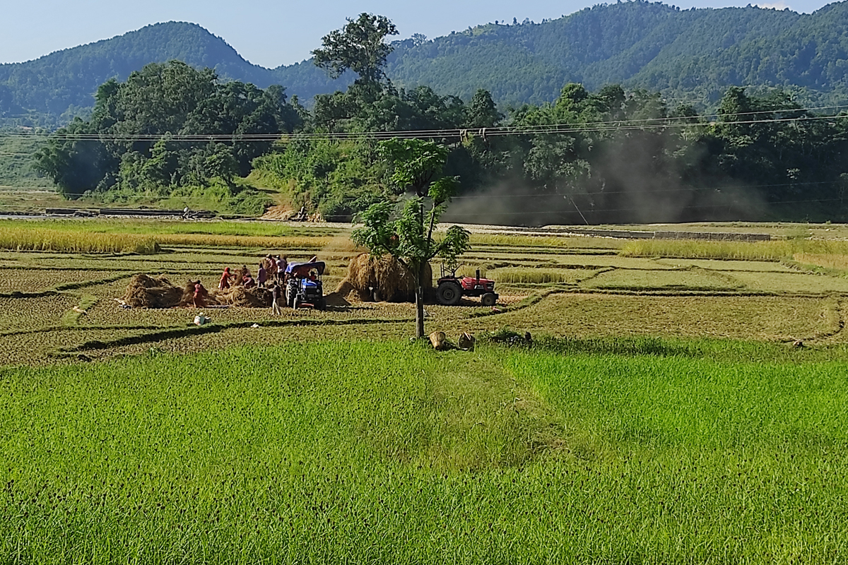 धान पकेट क्षेत्रकै किसानले खान्छन् किनेर चामल