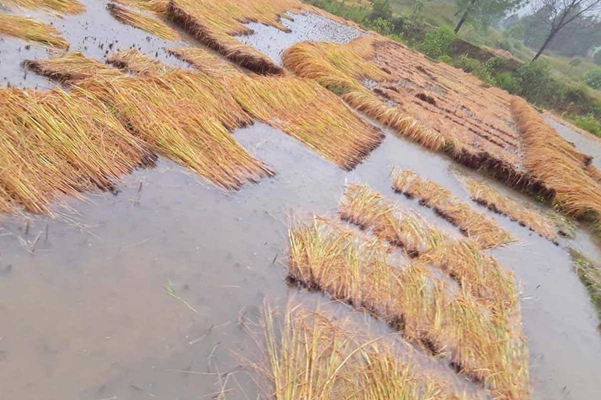 अधियाँमा धान लगाउनेको चिन्ता- आफैंलाई खान छैन, मालिकलाई के दिने?
