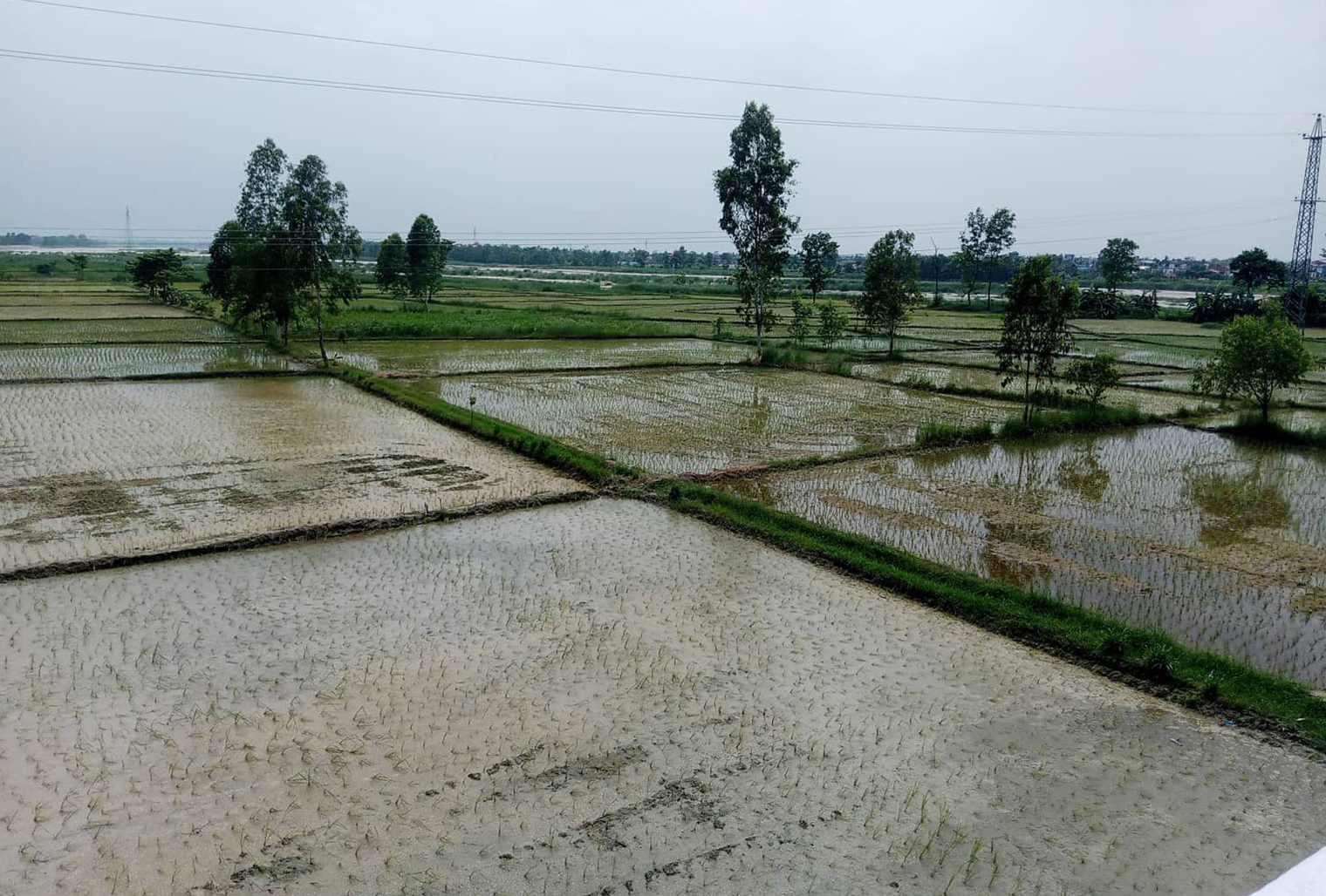 मधेश प्रदेशको कृषि : १२ चुनौती, आठ सम्भावना