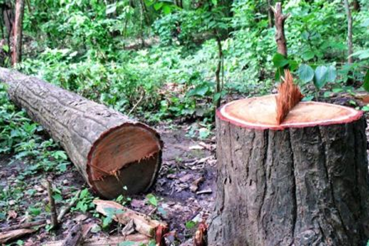 पृथ्वी राजमार्ग विस्तार : ४६६ रुख काटिने