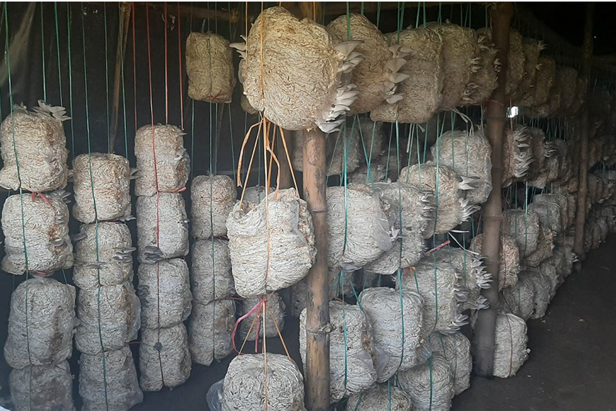 टनेलमा च्याउ
