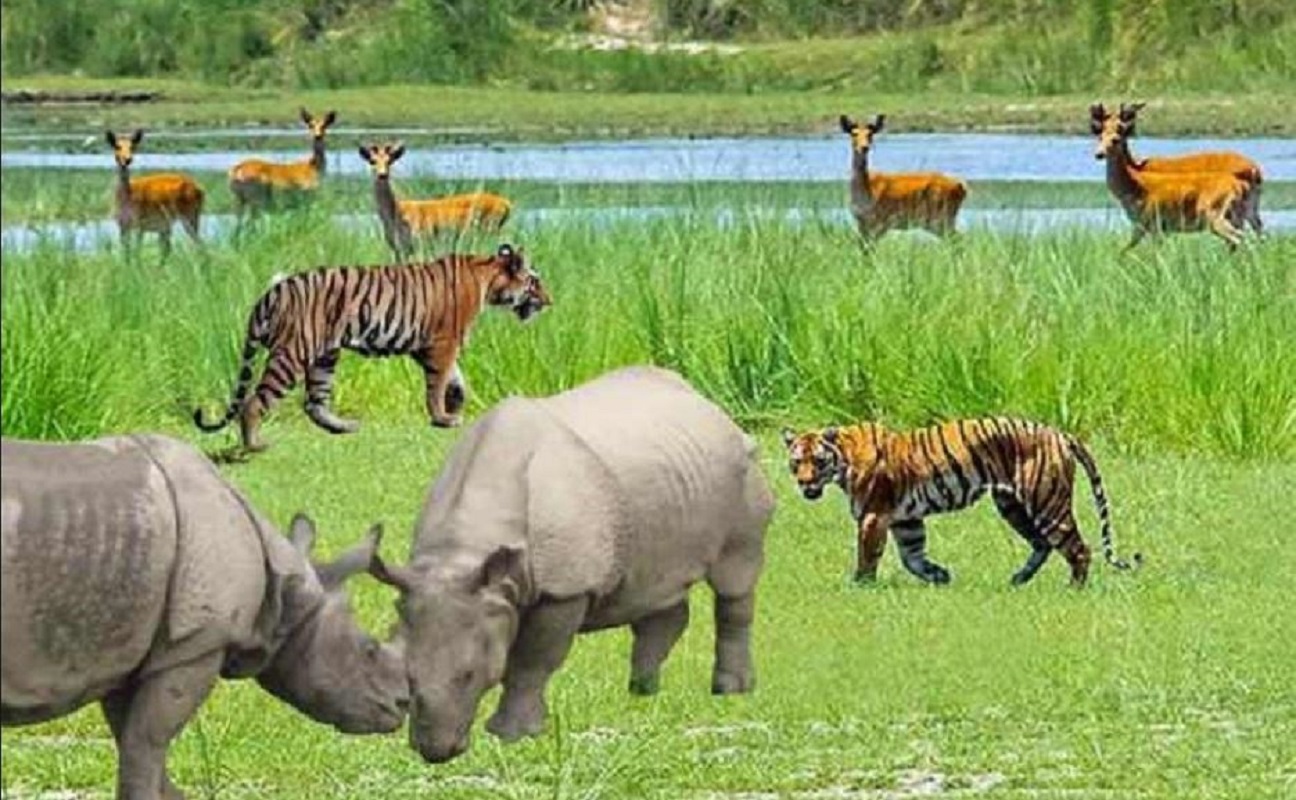 वन्यजन्तु बढेपछि किसान हैरान