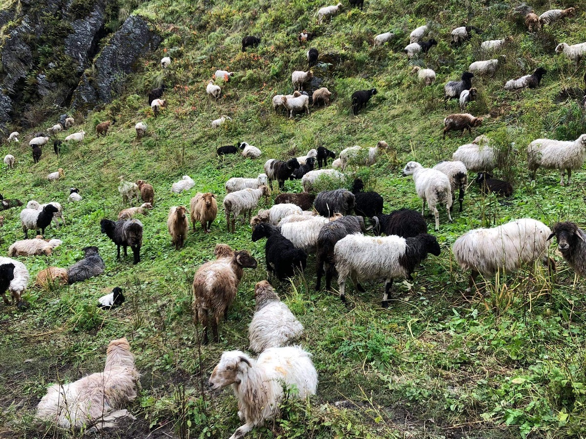 कर्णाली सरकारले भेडापालकलाई दियो गोठालो भत्ता