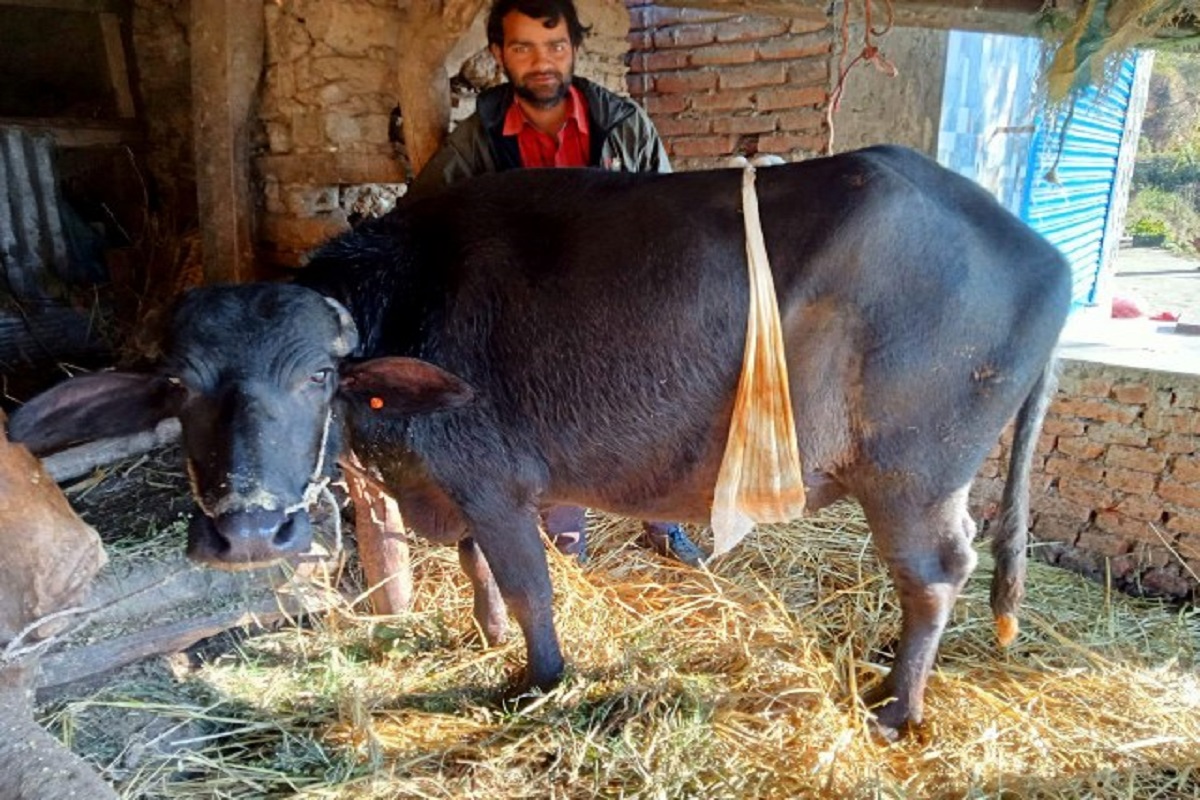शल्यक्रियाबाट भैंसी सुत्केरी गराउँदा...