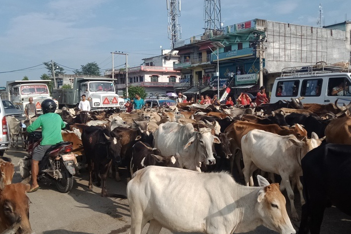 छाडा चौपायाले स्थानीयवासीलाई सास्ती