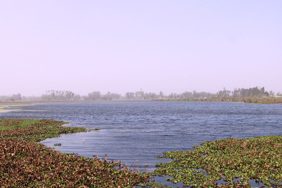 पाइनै छाडे दोदामा माछा
