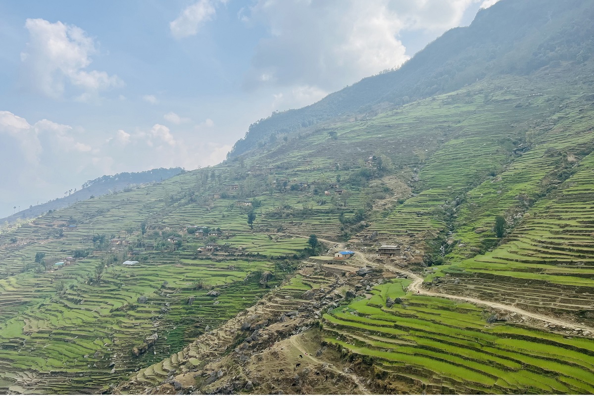 जुनिचाँदेको चैया गाउँमा लगाइएको गहुँबाली