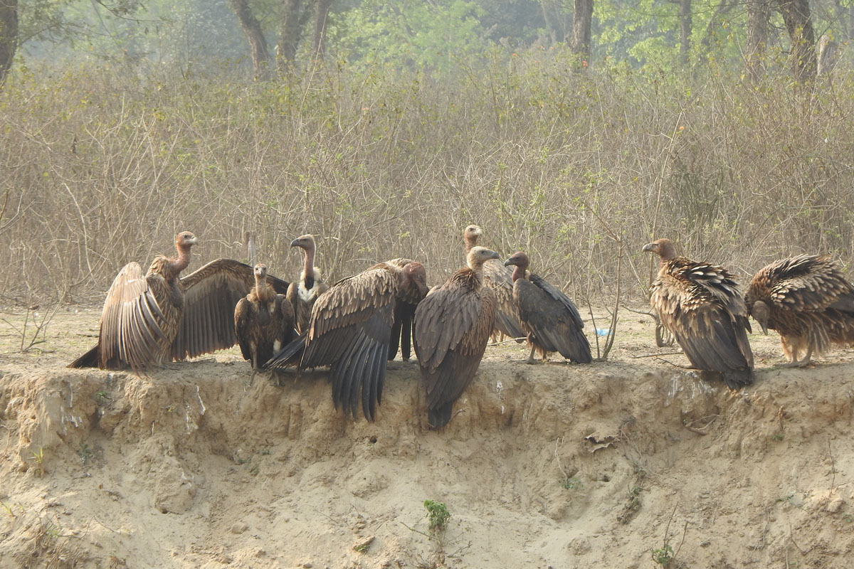 कञ्चनपुरमा सात गुणाले बढे गिद्ध