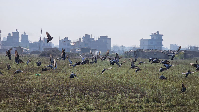सुर्खेतको मसुरिखेतमा आहारा खोज्दै आएका परेवा