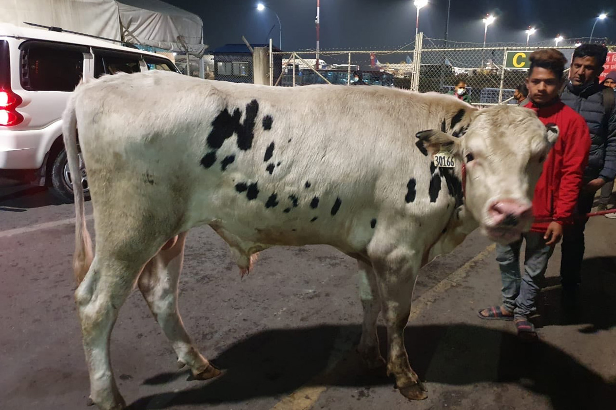 'अमेरिकी साँढे'को यसरी हुनेछ उपयोग